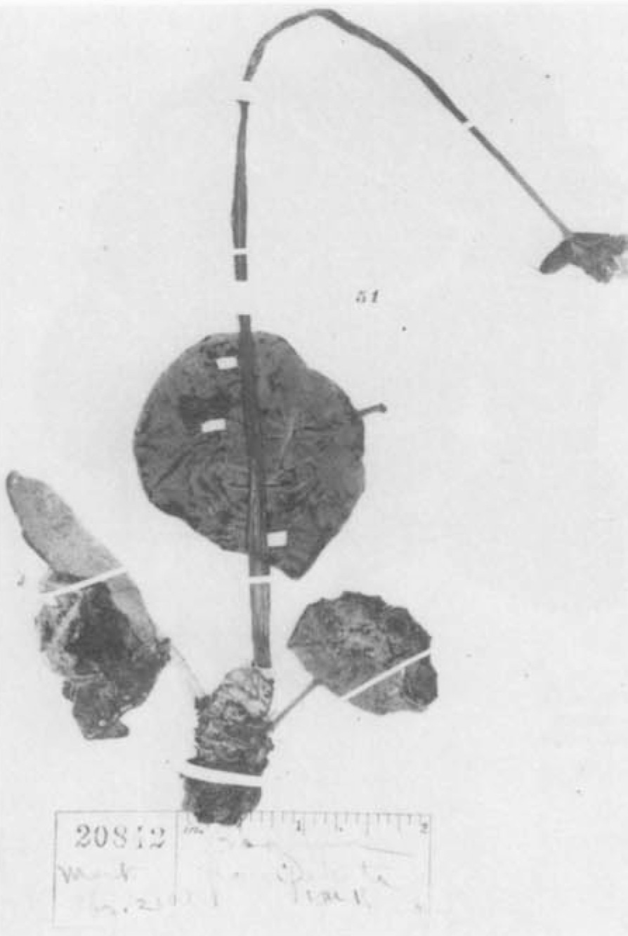 B. fellereriana